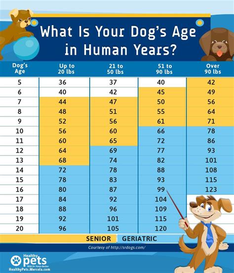Dog'S Age In Human Years